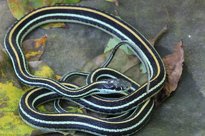  Western Ribbon Snake